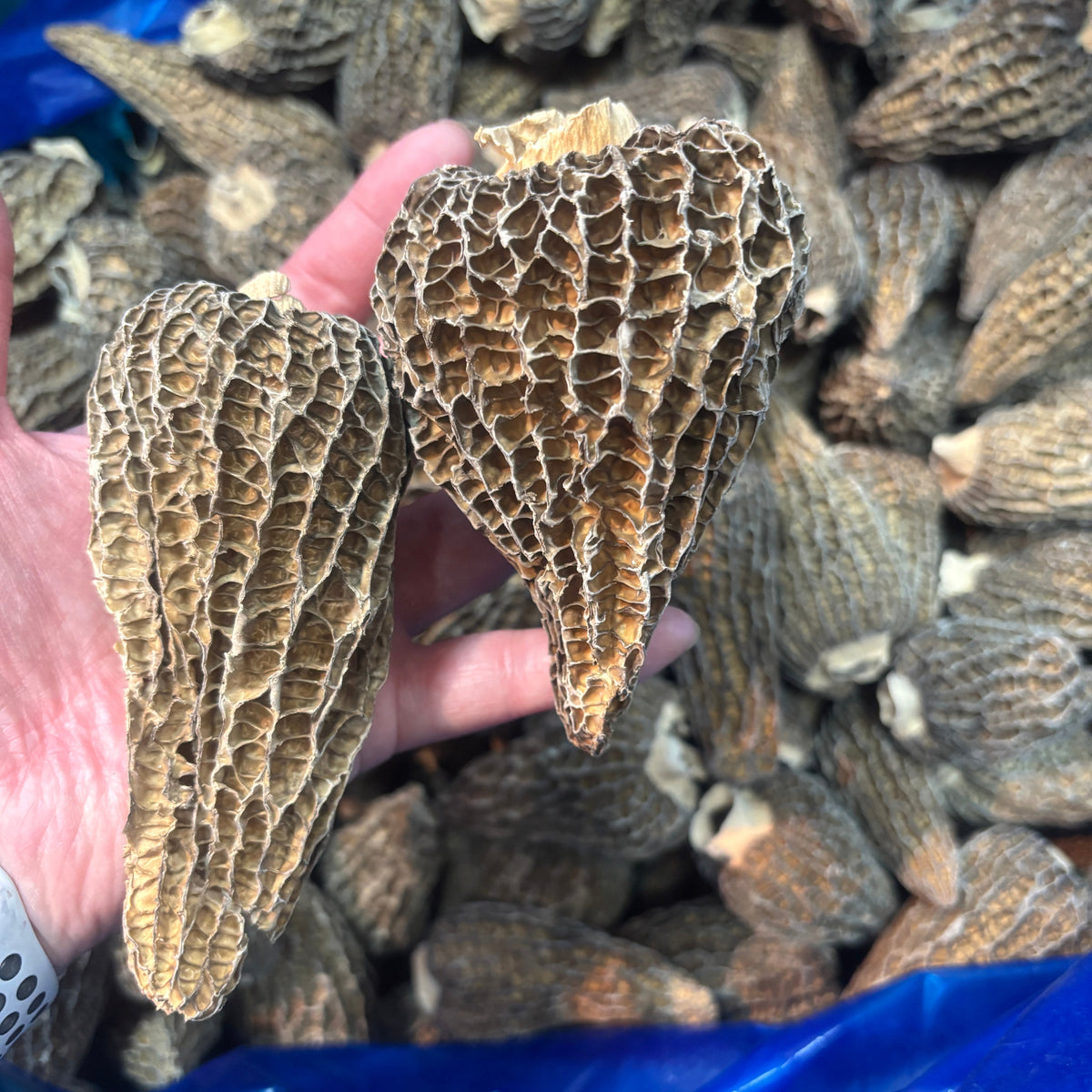 Premium Morel Mushrooms - 701010