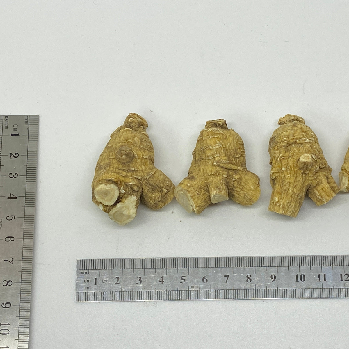 American Ginseng R3 - 201003