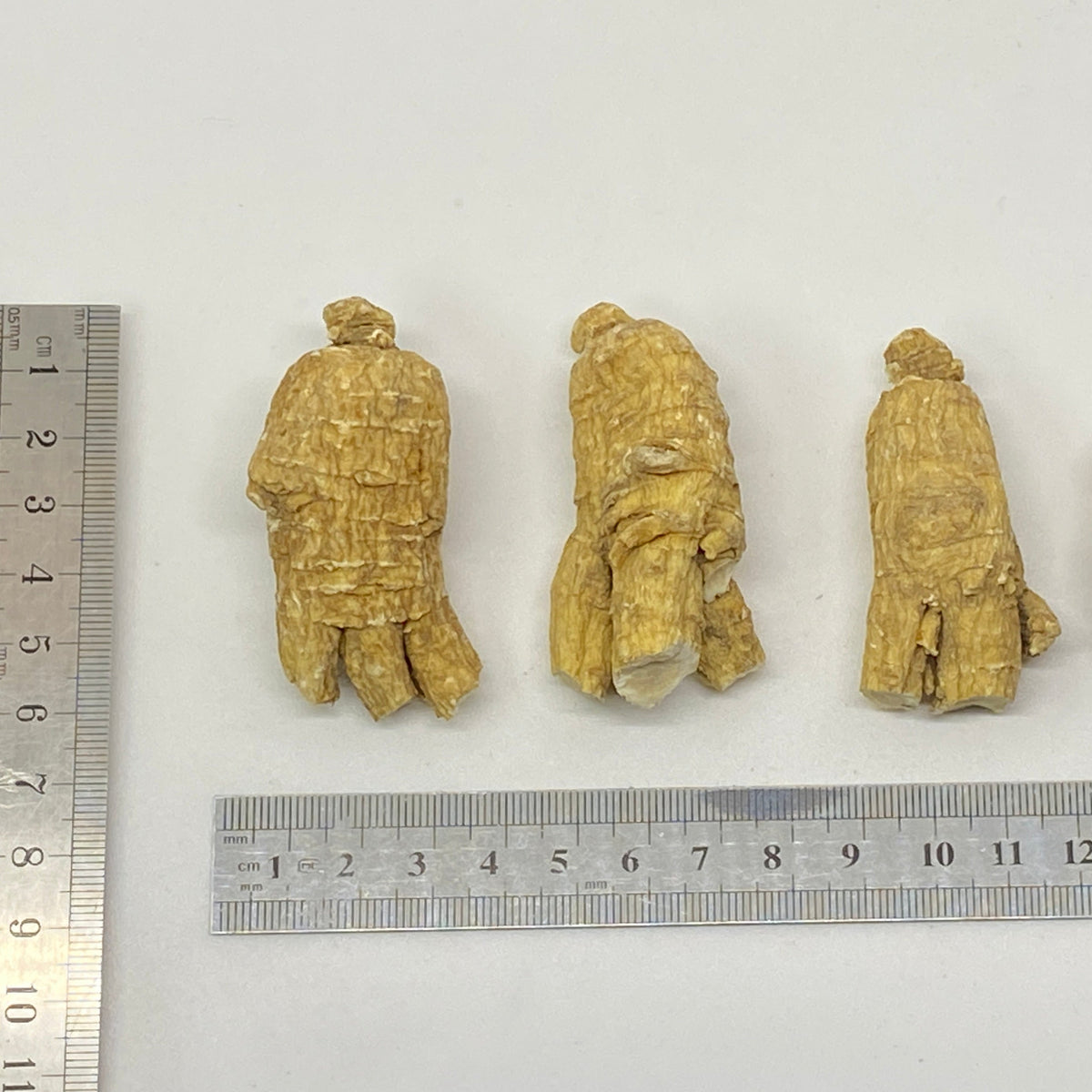 American Ginseng R2 - 201002
